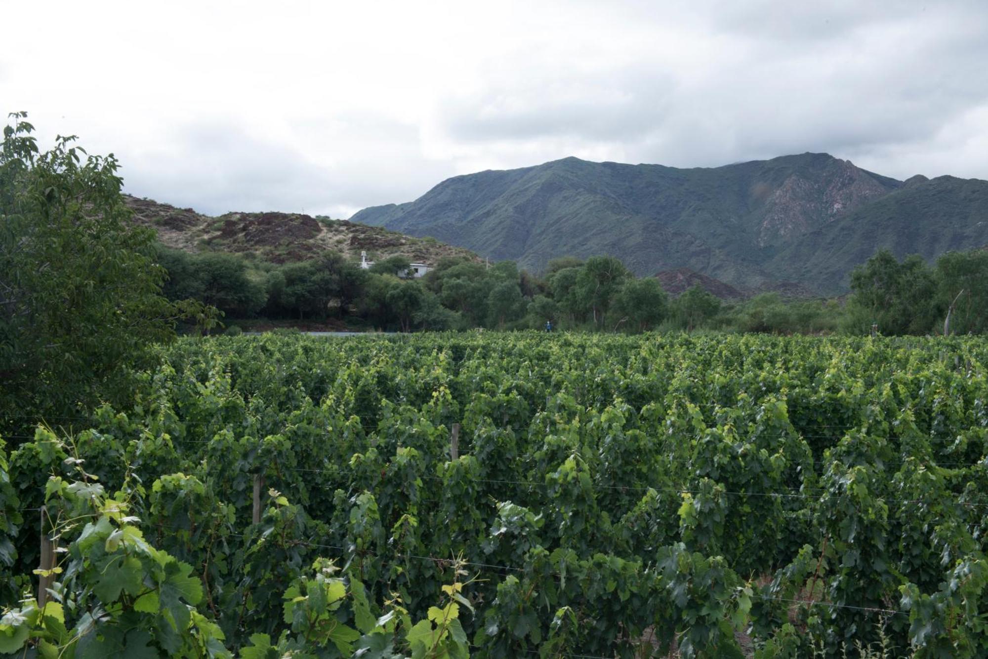 Hospedaje Finca La Encantada Seclantás Dış mekan fotoğraf
